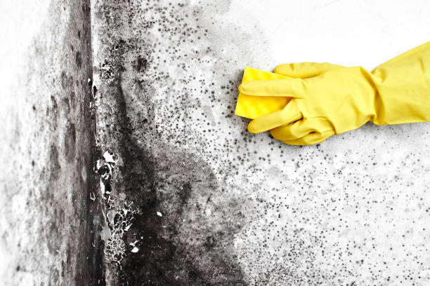 Best Health and Safety Mold Remediation in Washburn, IL