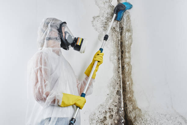 Best White Mold Remediation in Washburn, IL