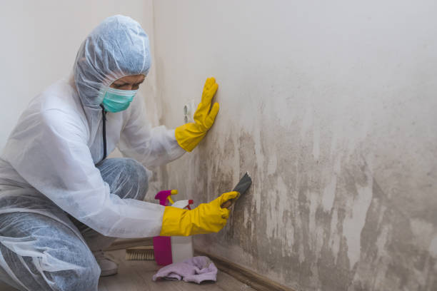 Best Residential Mold Remediation in Washburn, IL