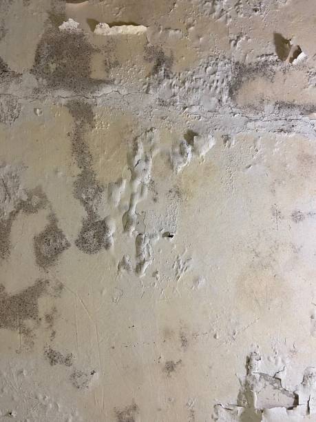 Best Residential Mold Remediation in Washburn, IL