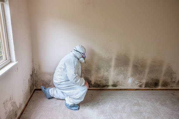 Best Mold Remediation for Schools in Washburn, IL