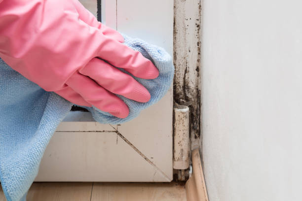 Best Residential Mold Remediation in Washburn, IL