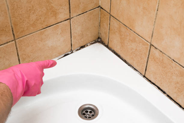 Best HVAC Mold Remediation in Washburn, IL